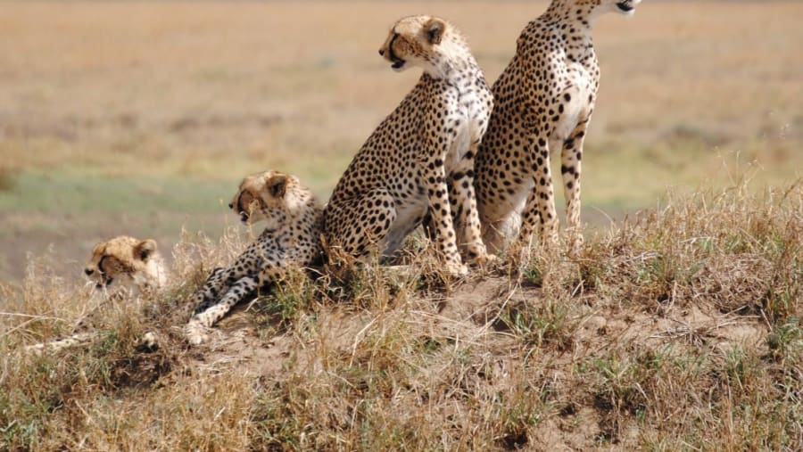 SERENGETI & NGORONGORO CRATER CAMPING SAFARI
