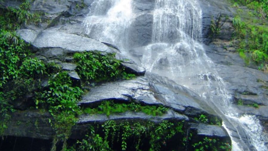 Botanical Garden & Tijuca Forest