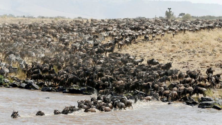 Wildebeest Migration at Masai Mara