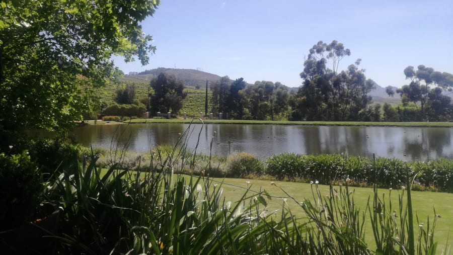 Stellenbosch vineyard