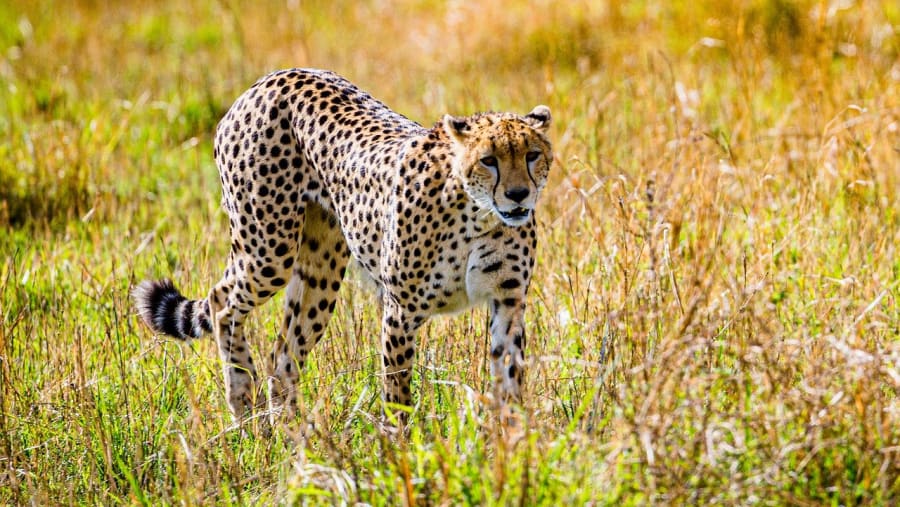 Sighting a Leopard
