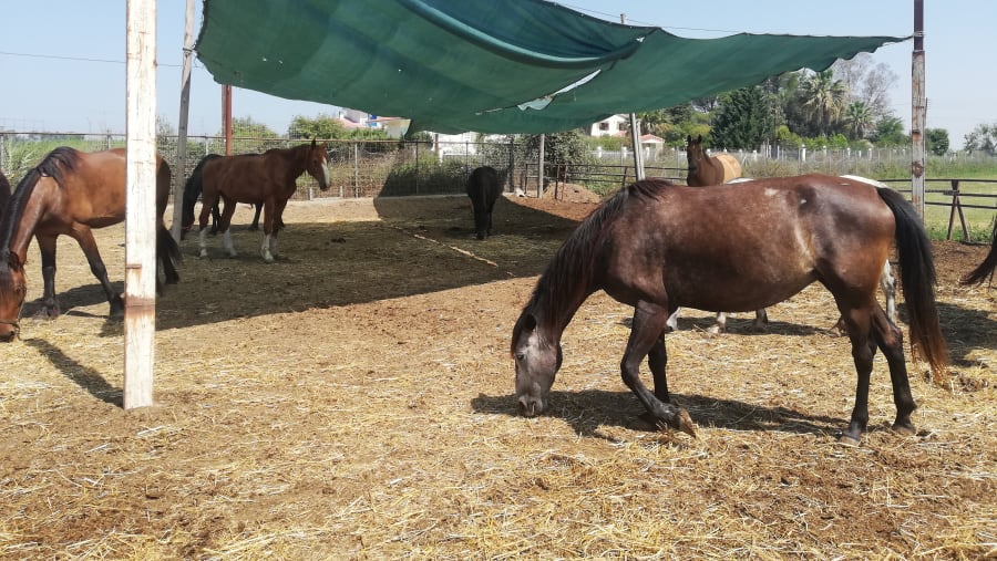 Horse riding