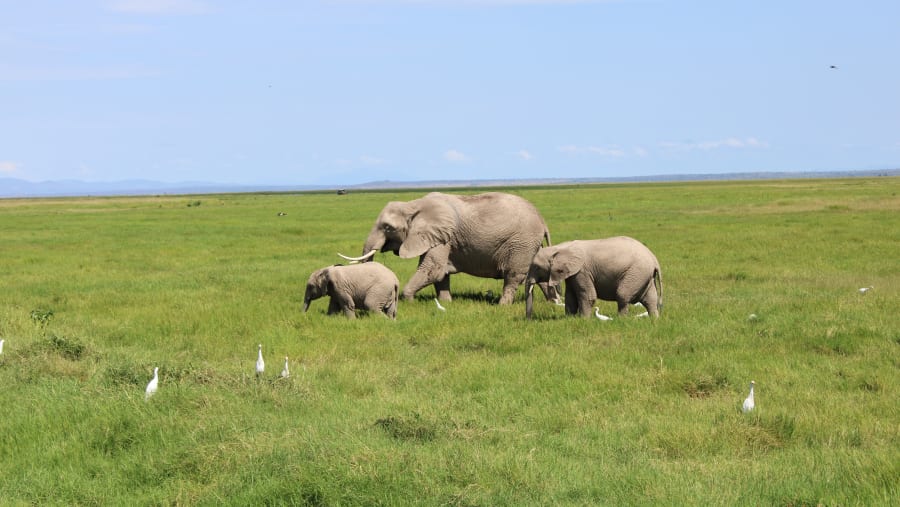African bush elephants