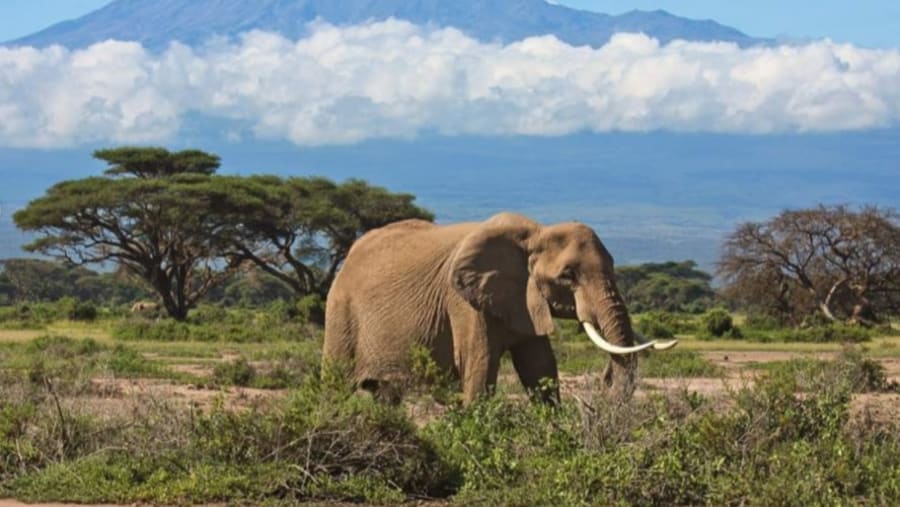 Up-close encounters with Elephants