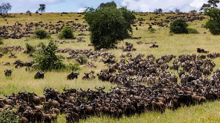 Great Wildebeest Migration