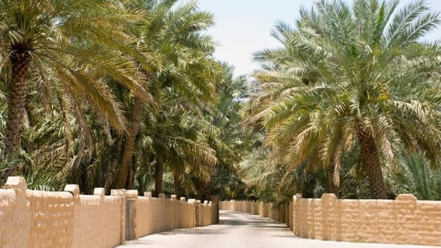 Al Ain Oasis