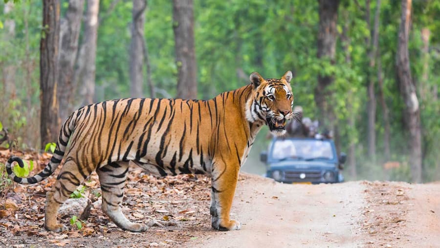 Ranthambore National Park