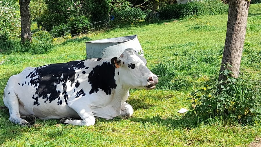 Honfleur and Pays d'Auge Tour