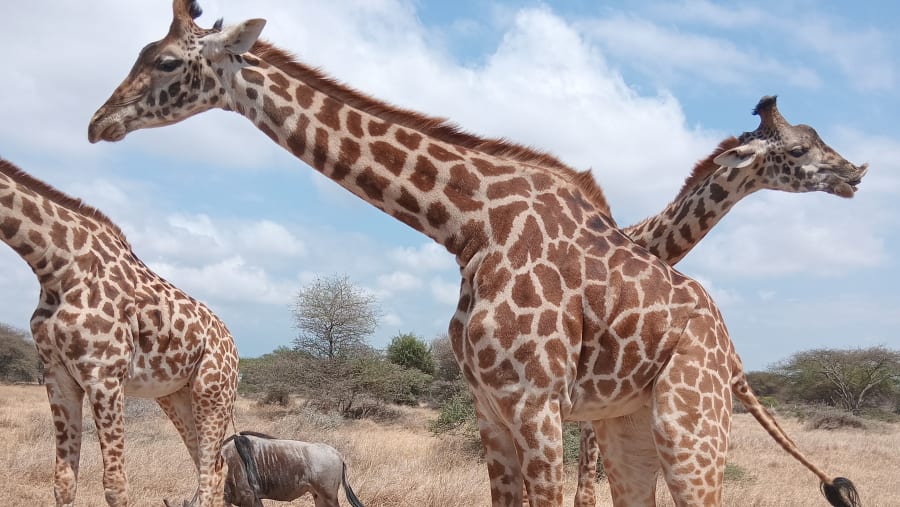 Masai Giraffe
