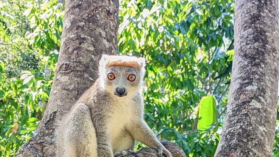 coronatus lemurs