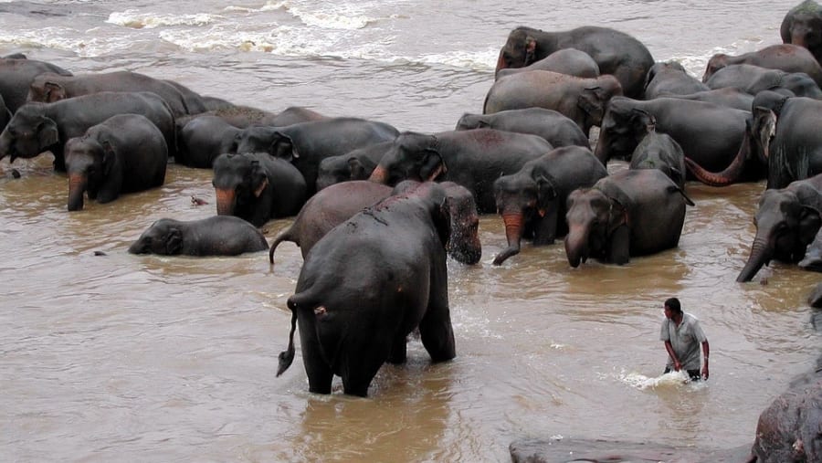 Elephants bathing in the river