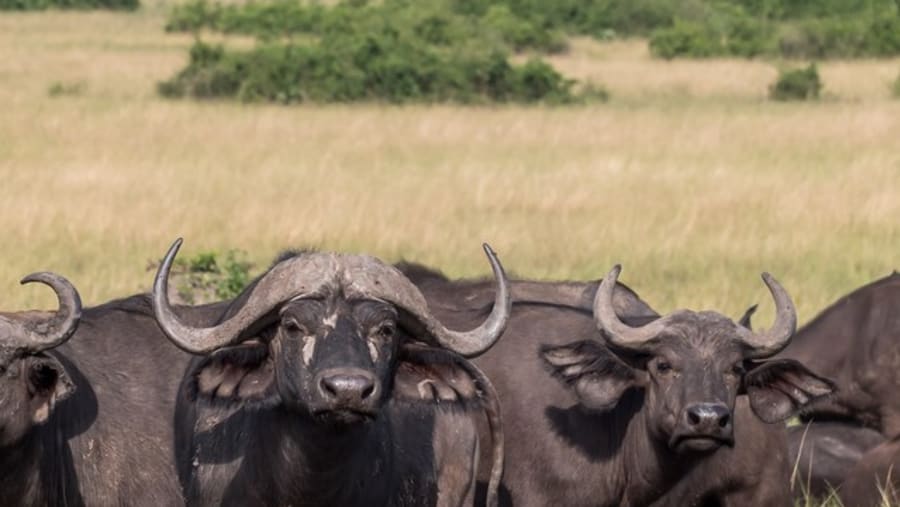 Buffalo