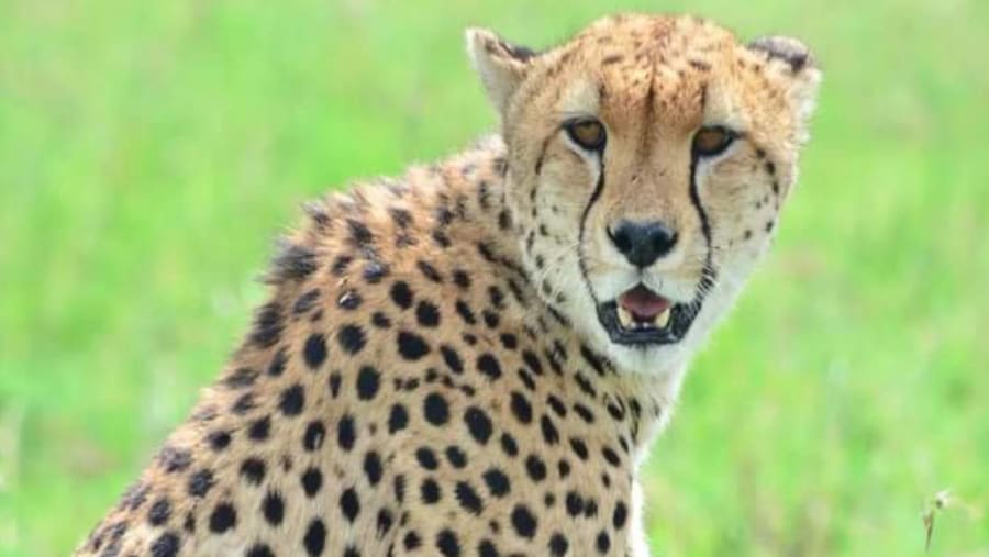 Acinonyx jubatus raineyii