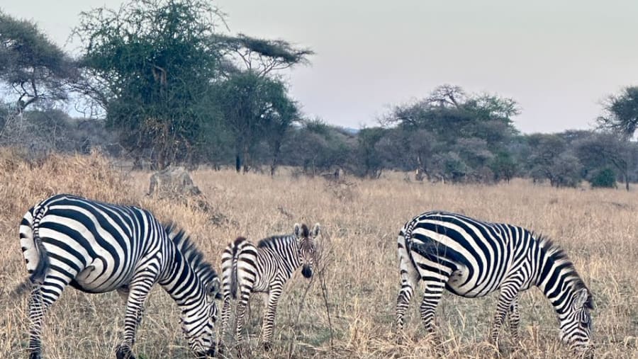 Zebras