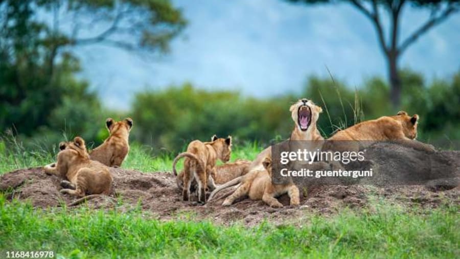Witness the wildlife