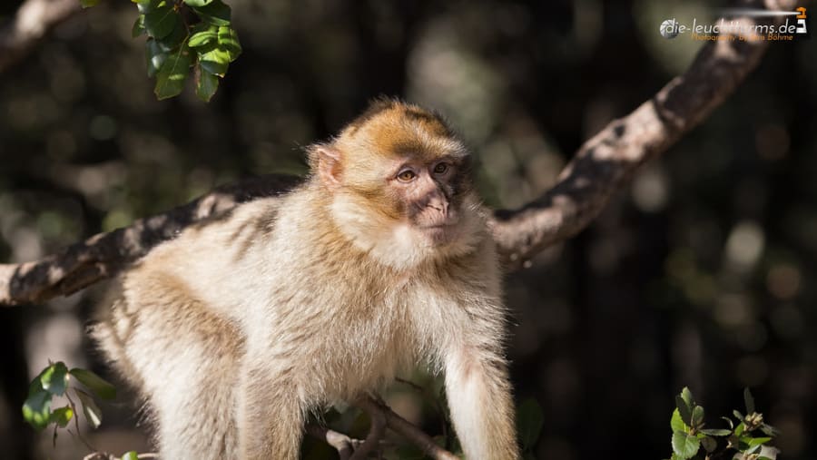 Monkey