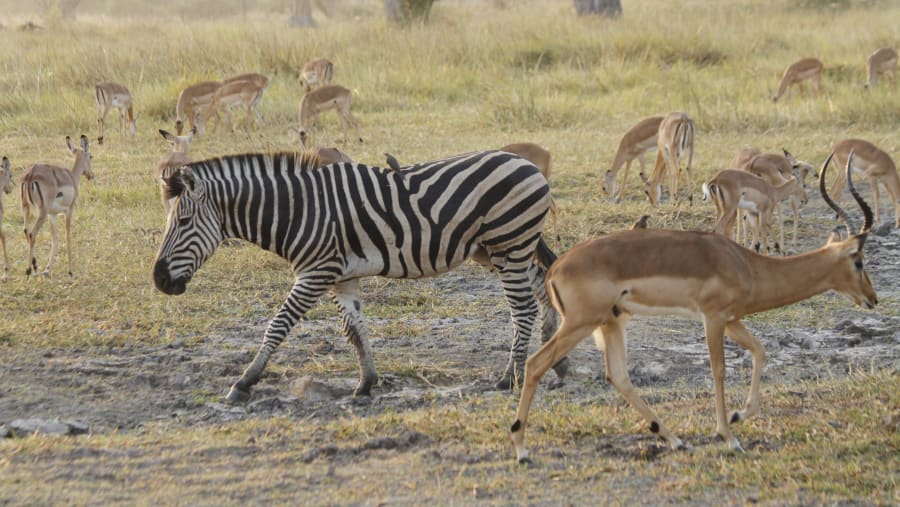 Witness Arica's majestic Big 5