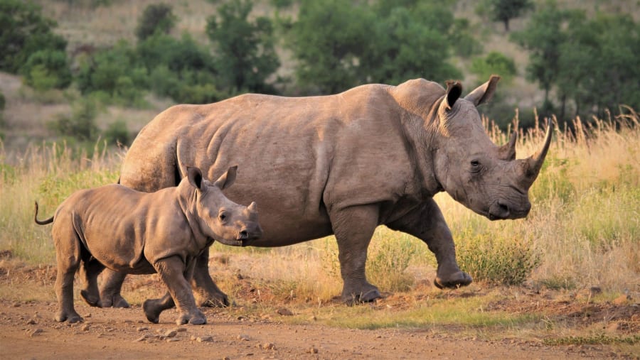 White rhinos in their natural habitat