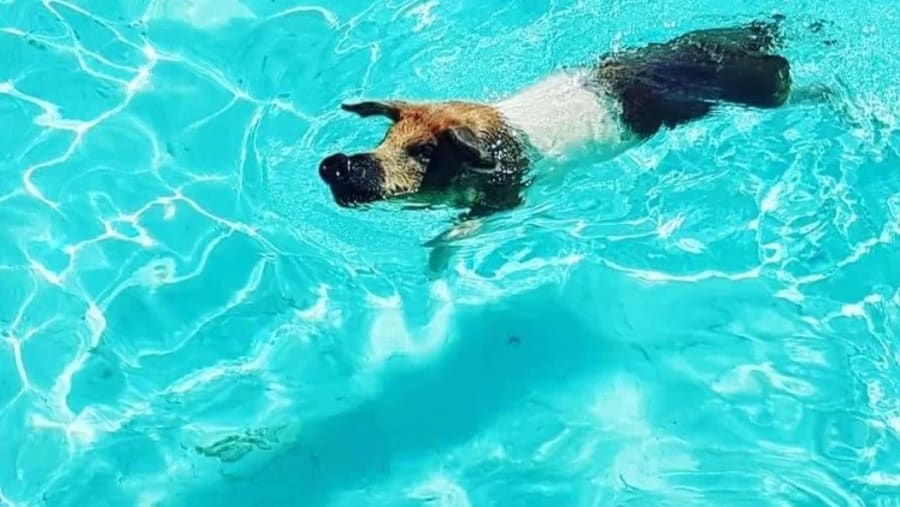 Athol Island Swimming Pigs