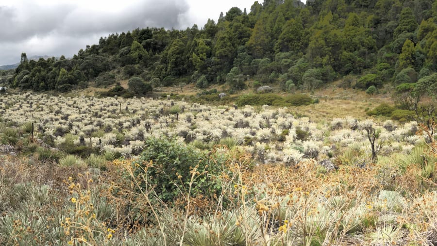 Espeletia valley