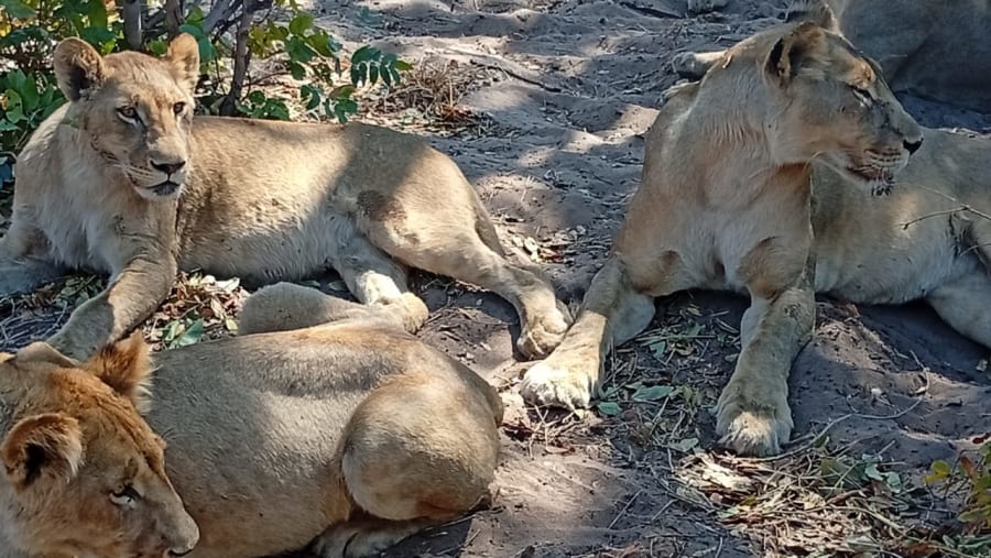 African Lions