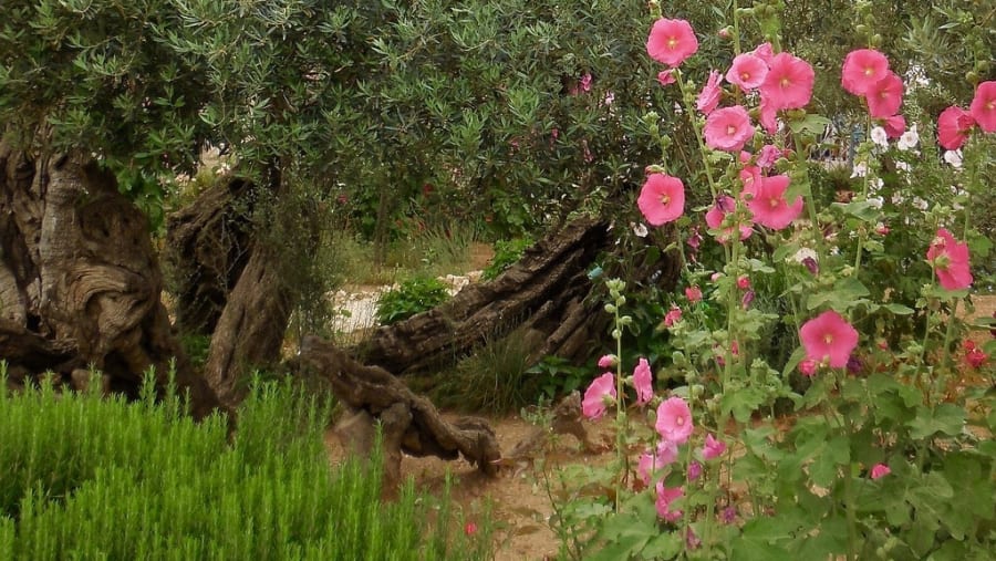 Garden of Gethsemane