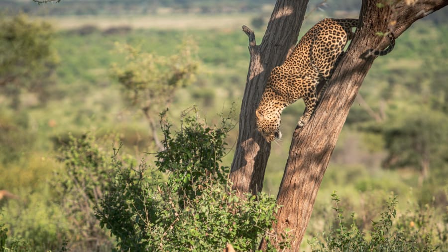 Tanzania Safari