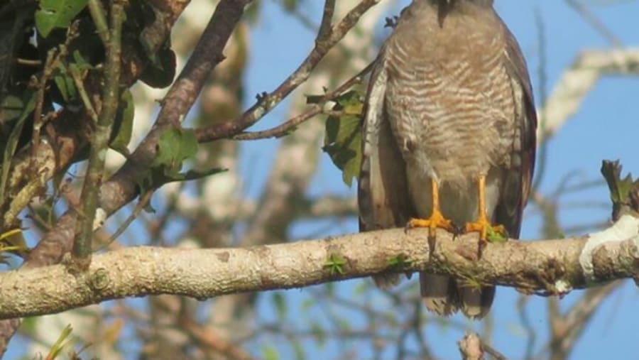 road side hawk