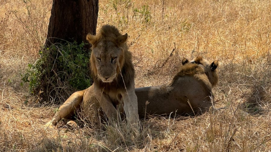African Lions