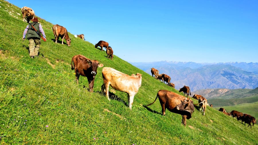 Cattle grazing in Ayder