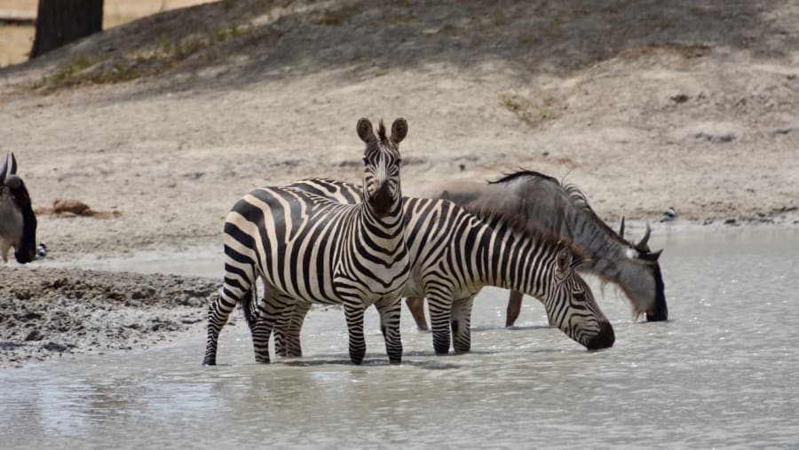Zebras at Masai Mara National Reserve