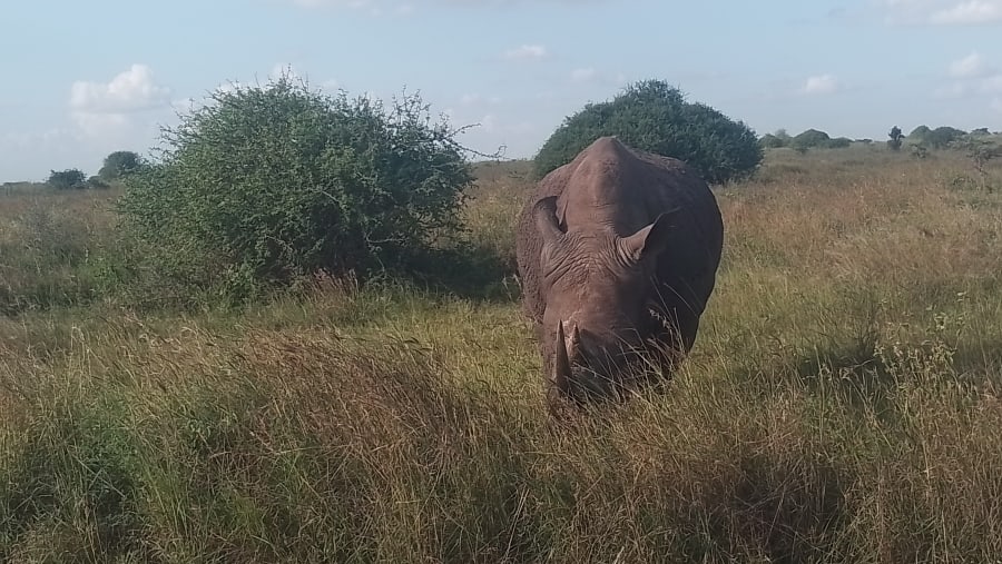 Rhinoceros