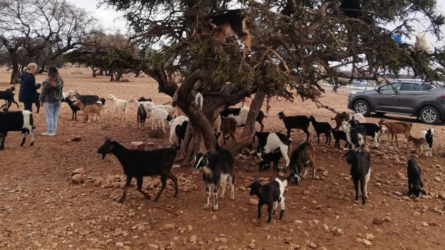 Goat Climbing