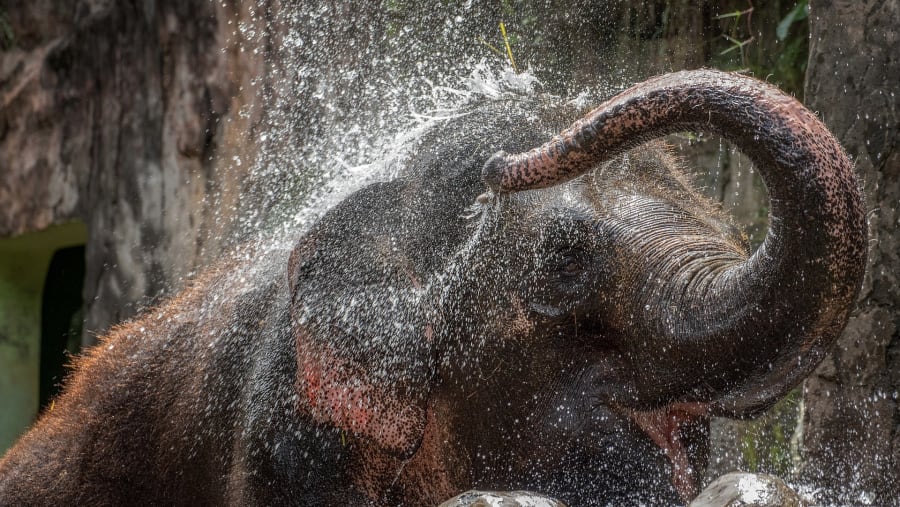 Elephants