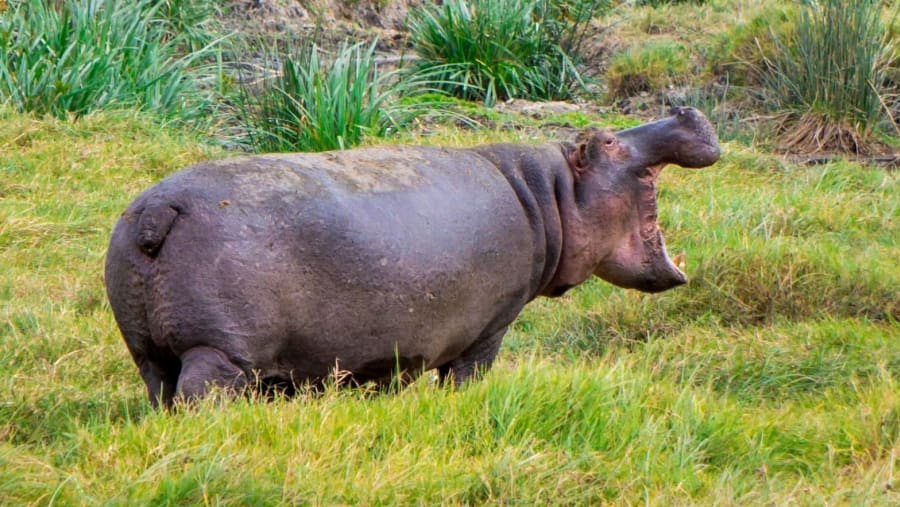Hippo