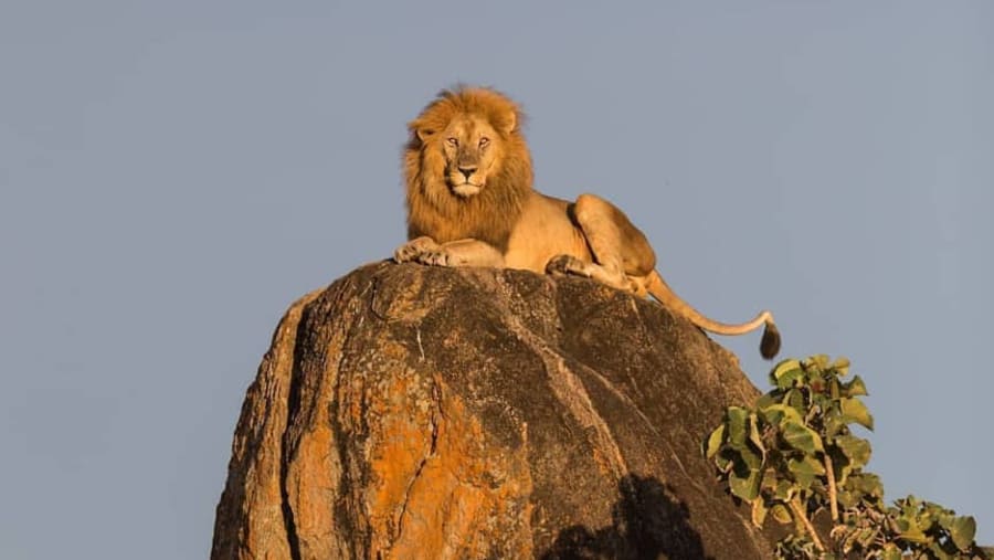 Lion in the wild
