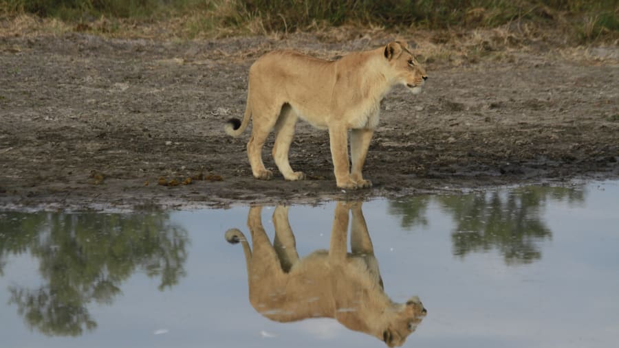 Witness the wildlife
