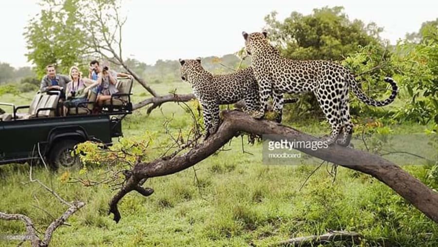 Game Viewing