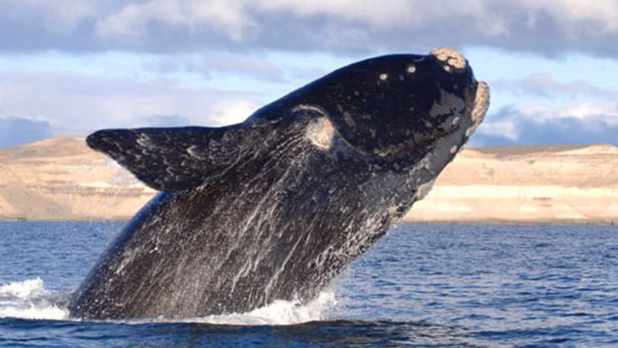 Whale watching