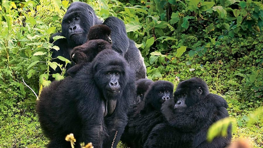 Gorilla Safari at Bwindi