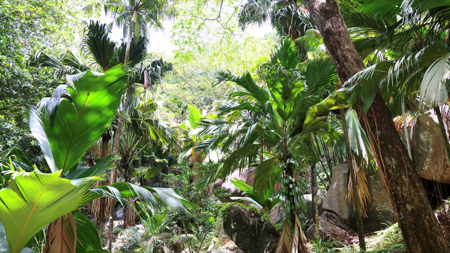Praslin, Seychelles