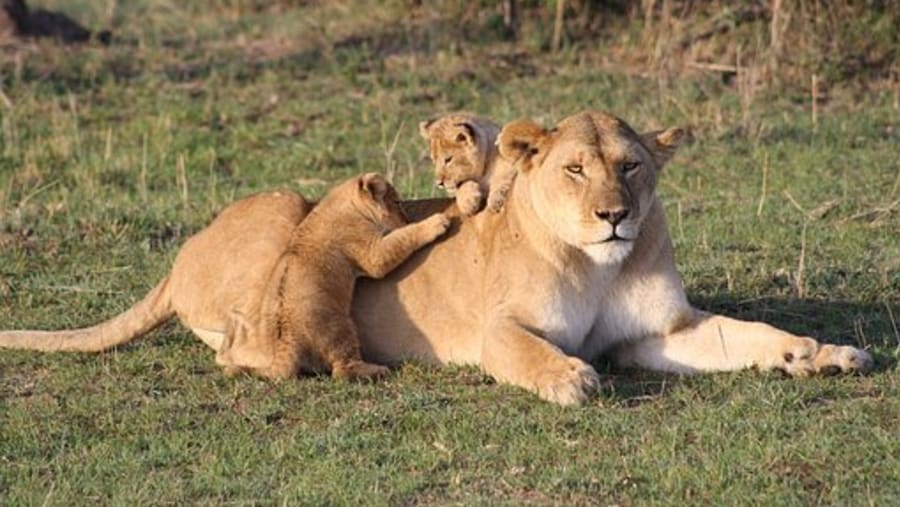 lioness in Masai Mara National Park