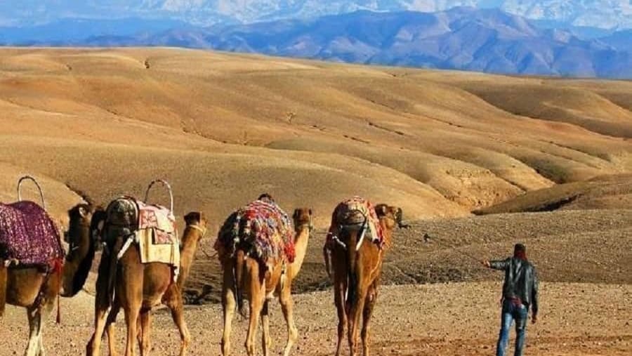 Camel ride to Armed village