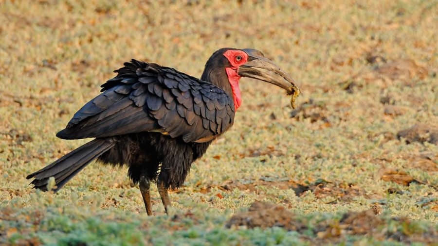 Southern Ground Hornbill