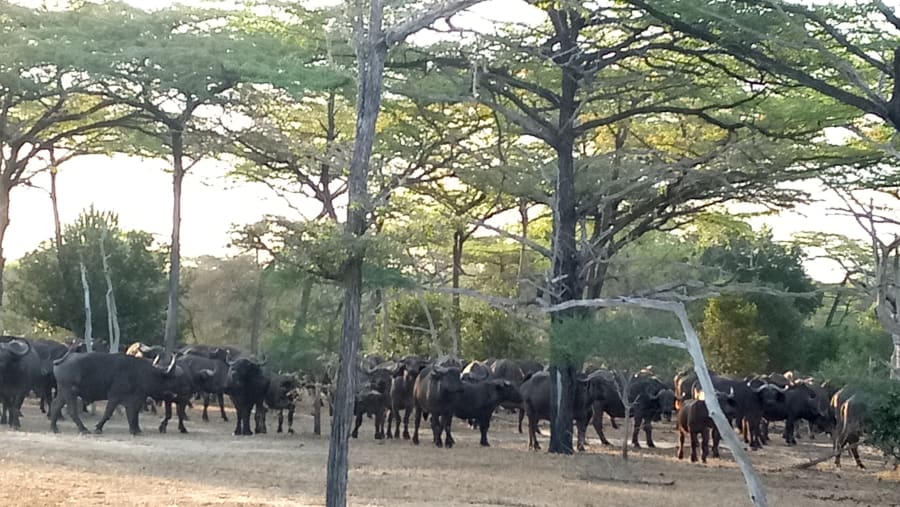 Buffaloes at Selous Game Reserve