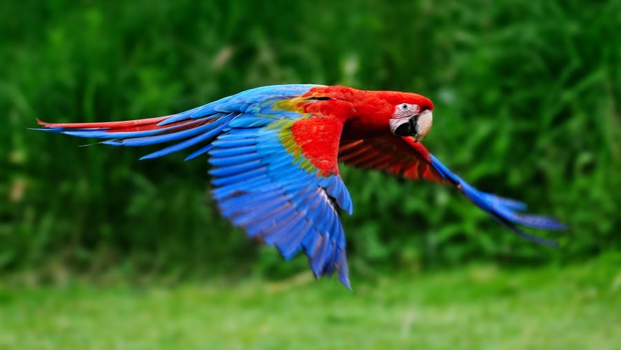 Spot exotic birds
