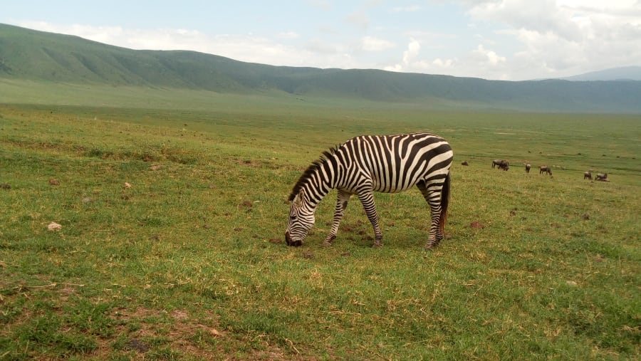 Zebra at the Ngorongoro Crater