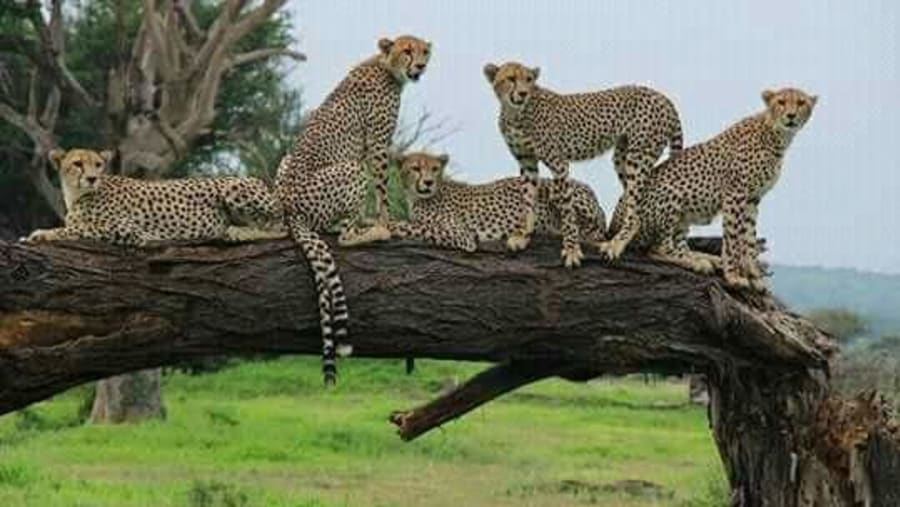 Cheetahs
