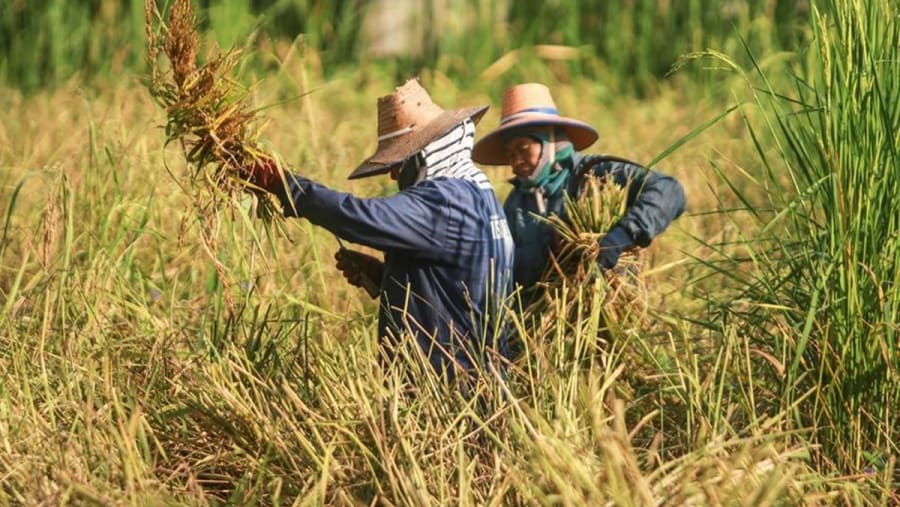 Learn about agriculture from local farmers in Nakhon Pathom