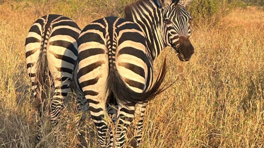 Zebras